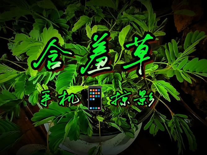 步步高影院在线观影指南：最新高清片源抢先看，家庭影院体验升级